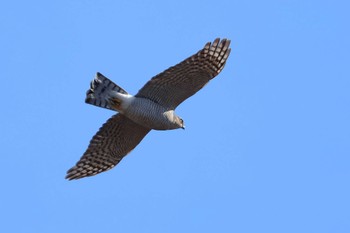 Eurasian Sparrowhawk 愛知県 Mon, 1/1/2024