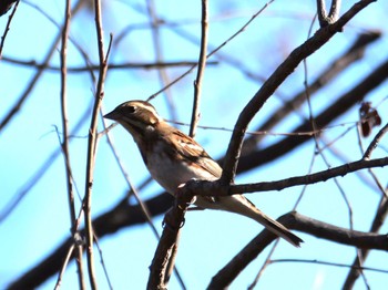 Rustic Bunting 麻機遊水地 Tue, 1/9/2024