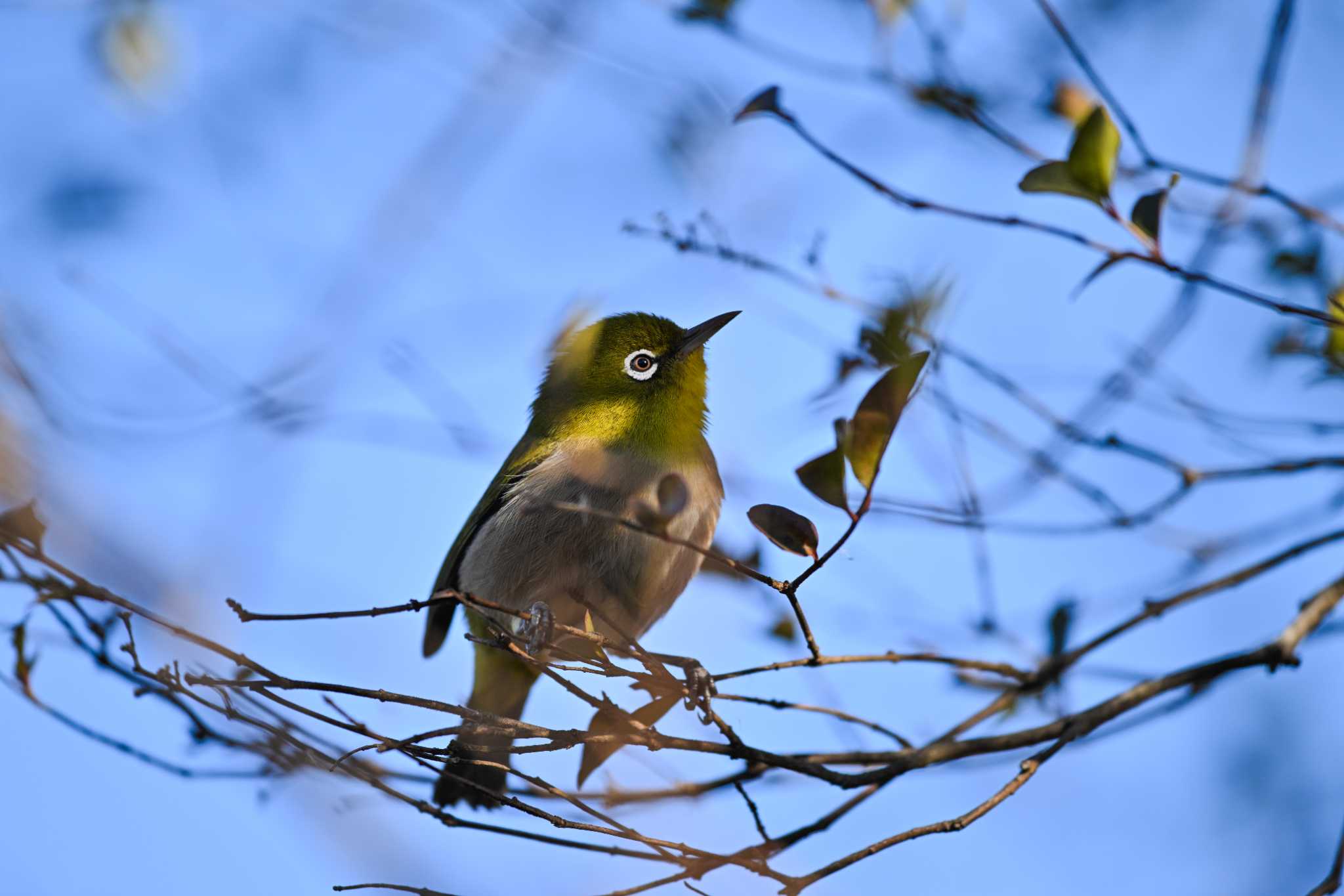 Warbling White-eye