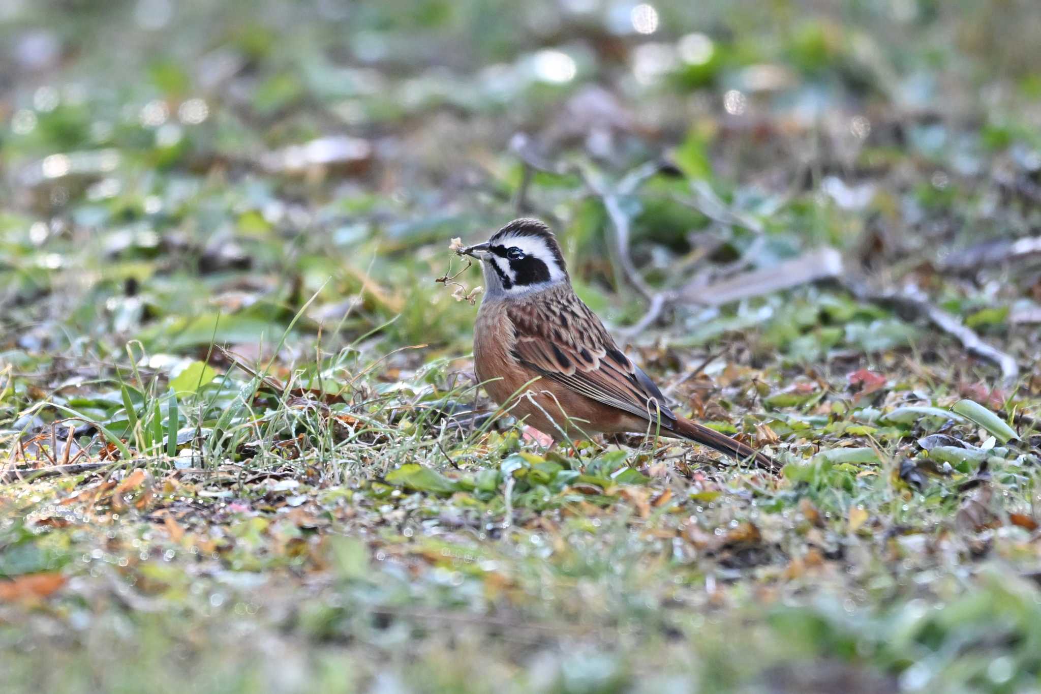 Meadow Bunting