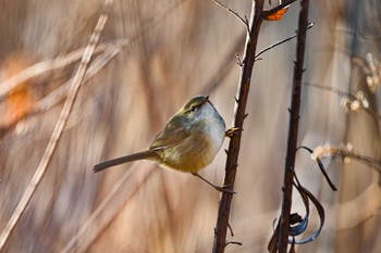 Wed, 1/10/2024 Birding report at 見沼自然公園