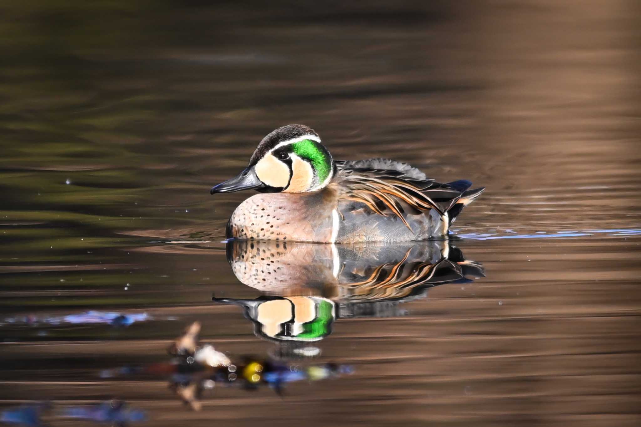 Baikal Teal