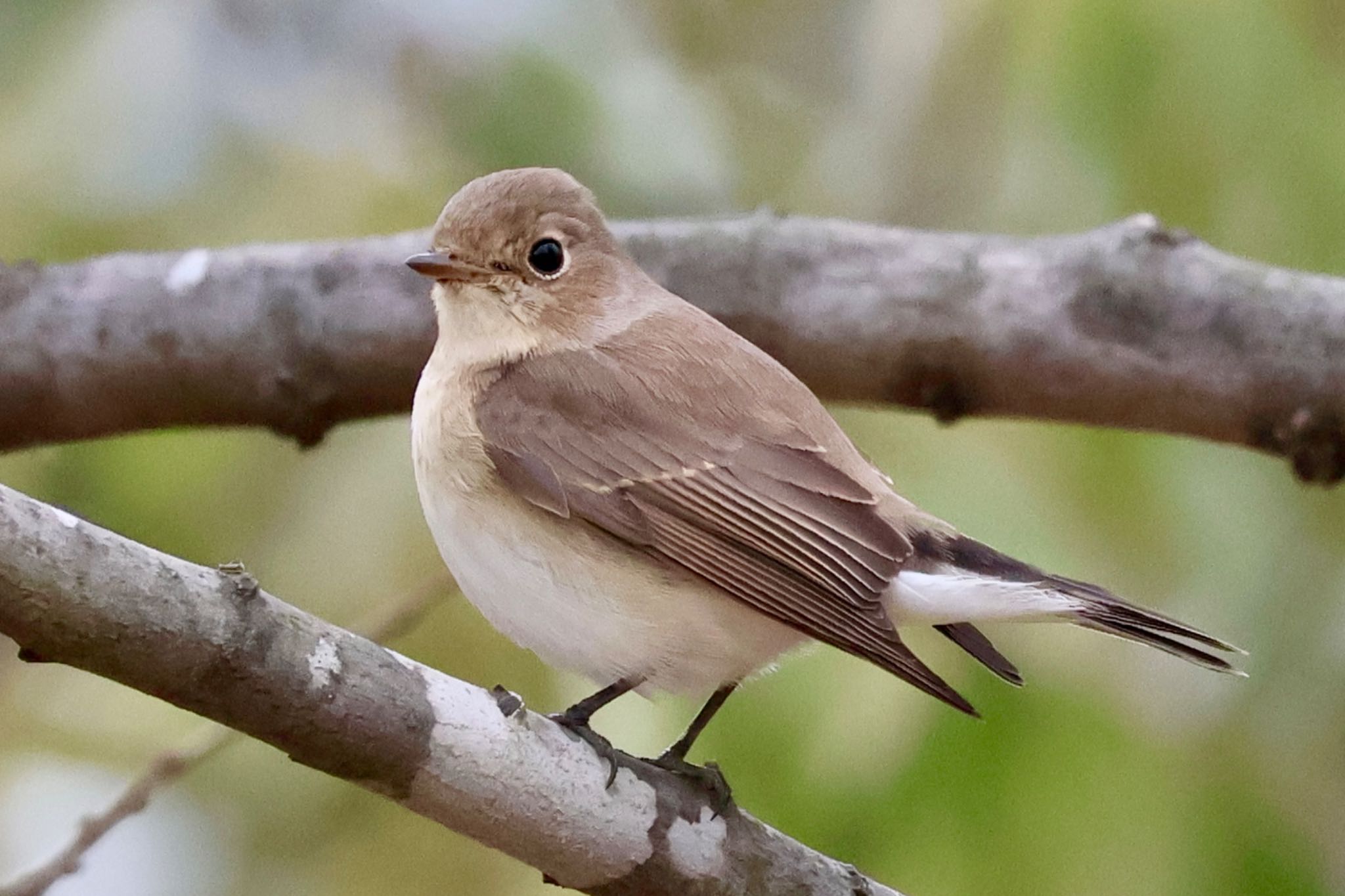 Red-breasted Flycatcher