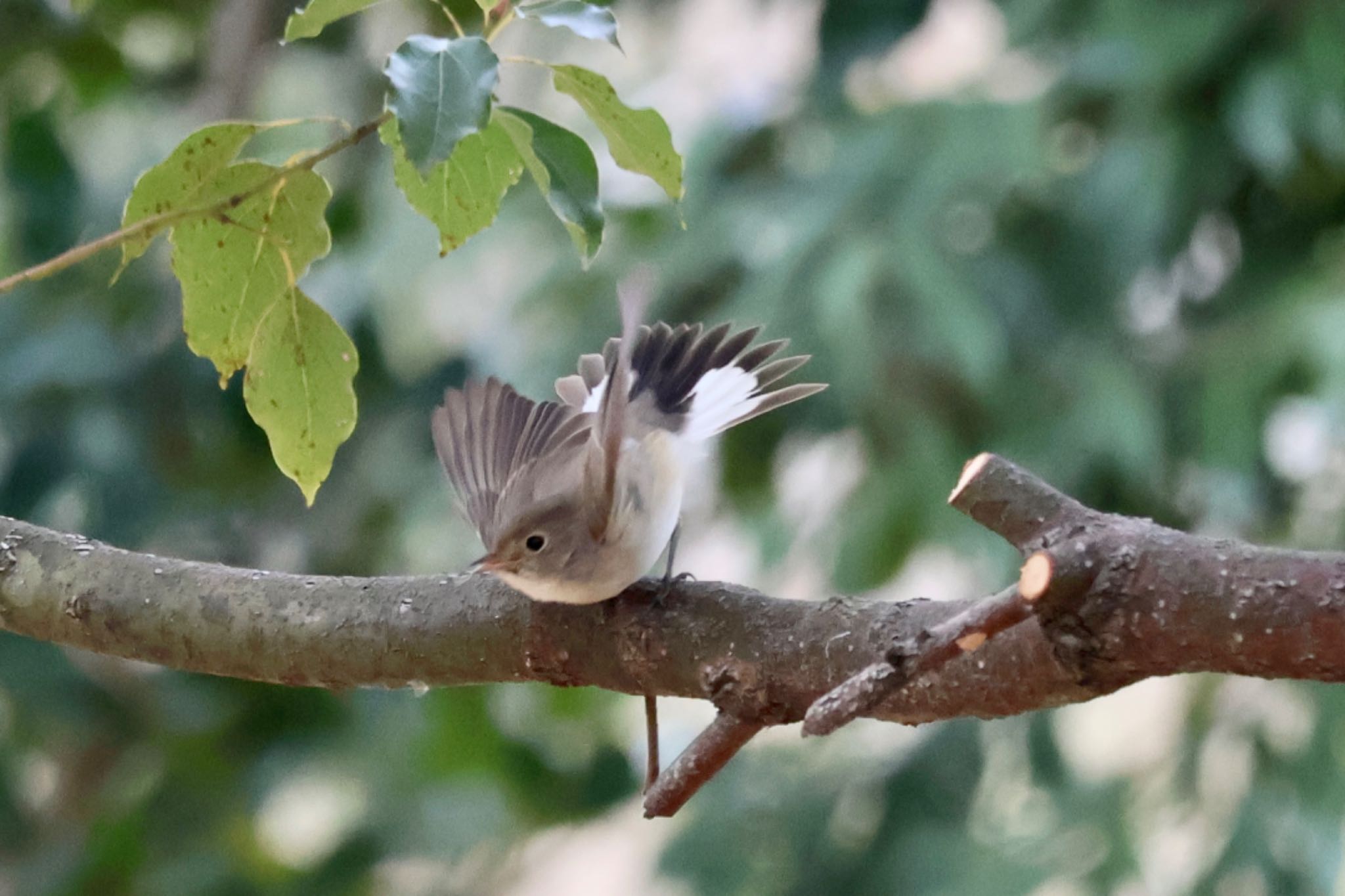 Red-breasted Flycatcher