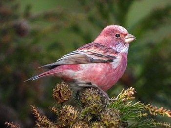 Pallas's Rosefinch 和泉葛城山 Sun, 12/3/2023