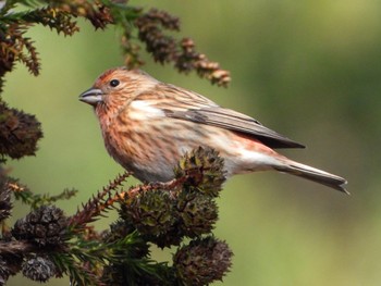 Pallas's Rosefinch 和泉葛城山 Sun, 12/3/2023