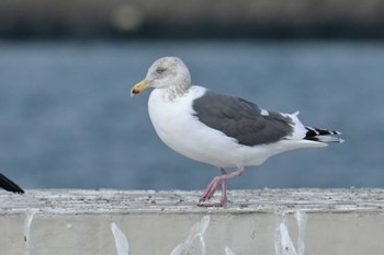 オオセグロカモメ 銚子漁港 2023年12月30日(土)