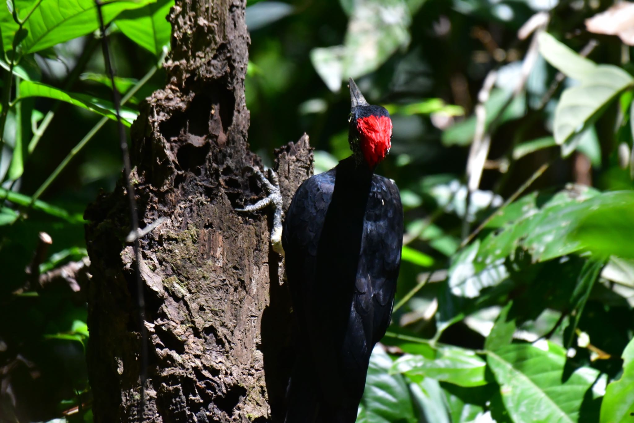 Sepilok--Rainforest Discovery Center キタタキの写真 by ひじき