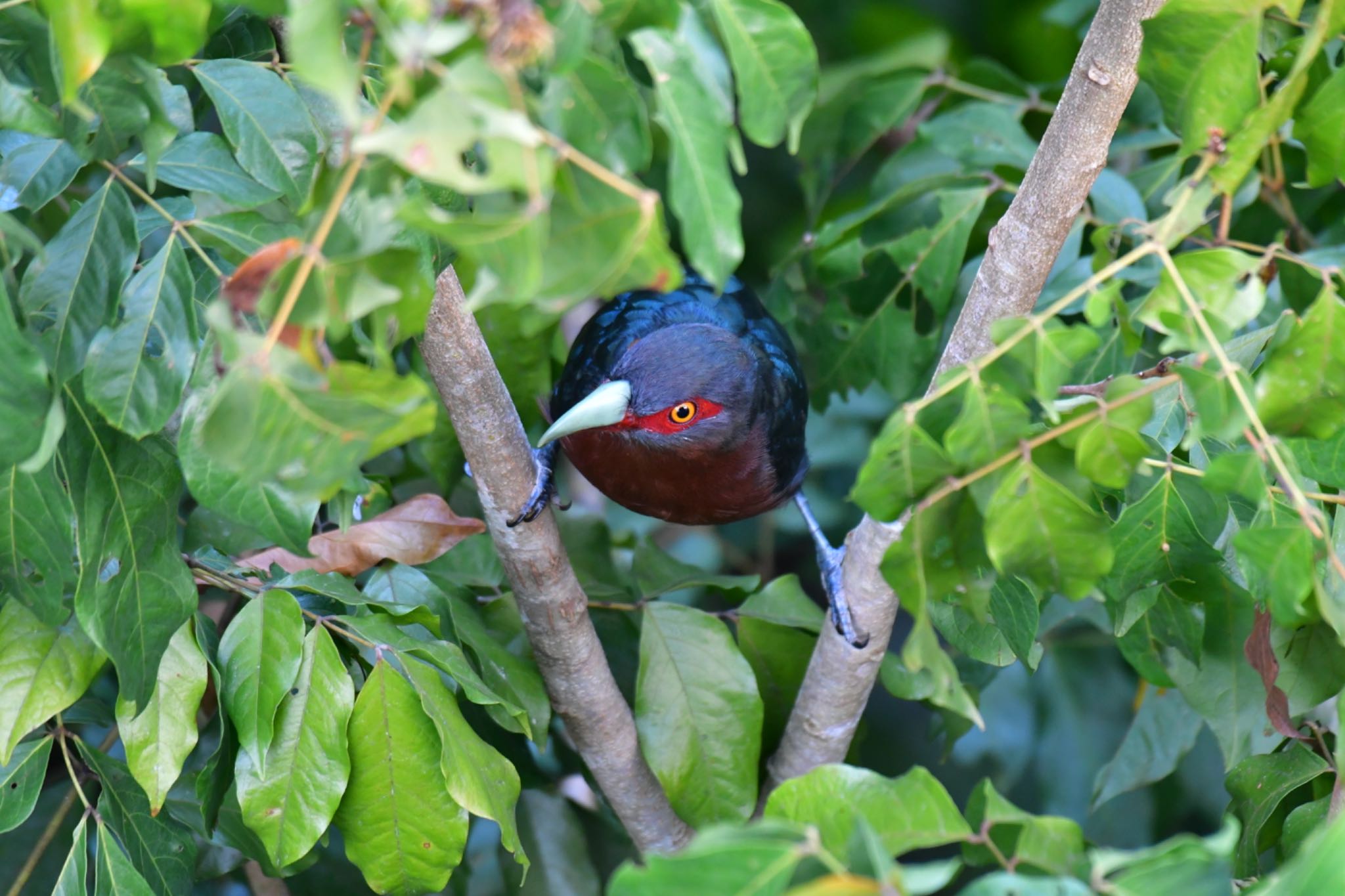 Sepilok--Rainforest Discovery Center チャムネバンケンモドキの写真 by ひじき