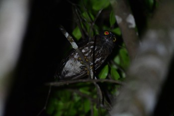 Brown Boobook Sepilok--Rainforest Discovery Center 2023年10月21日(土)