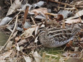 Common Snipe Kitamoto Nature Observation Park Wed, 1/3/2024