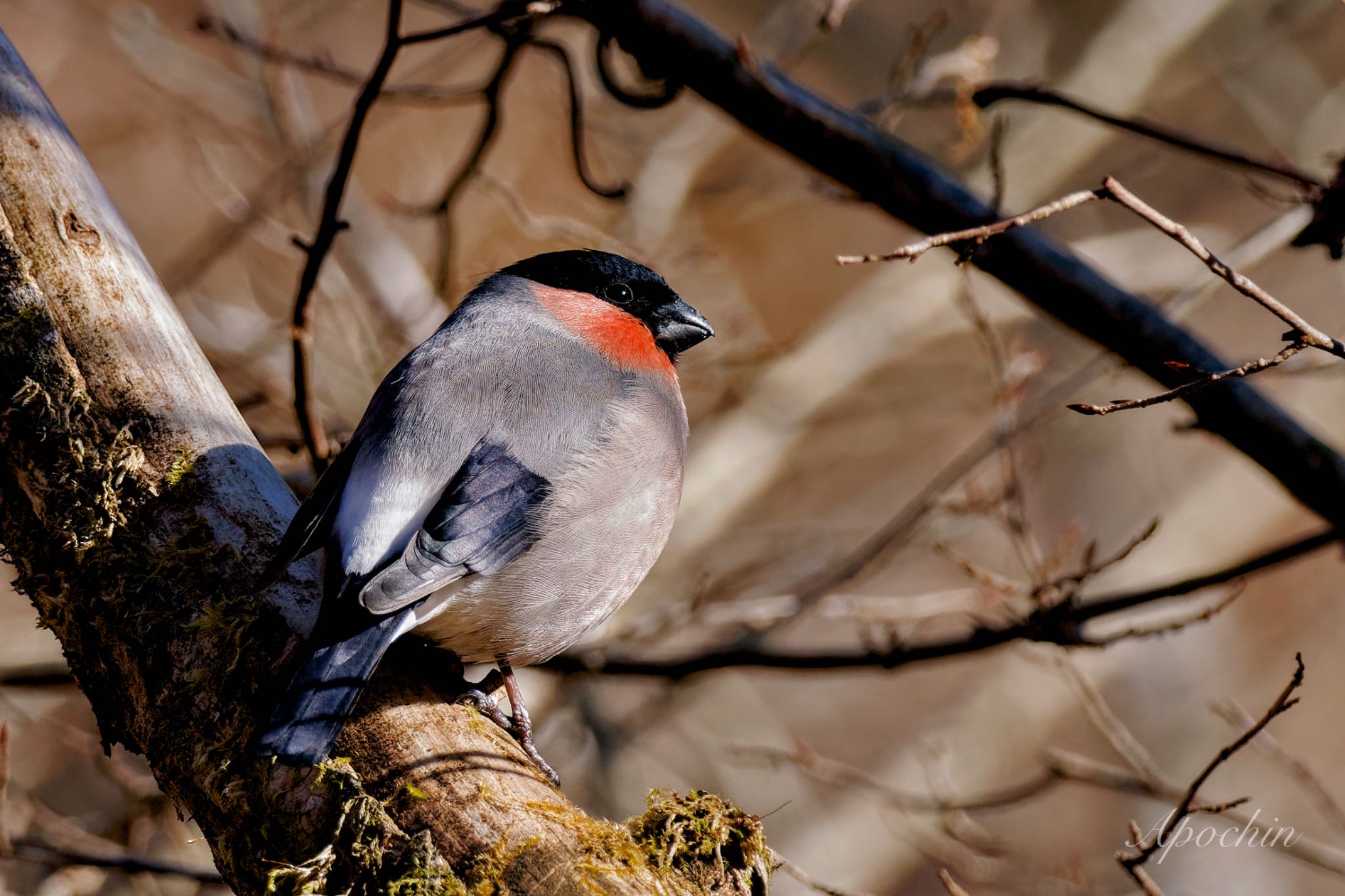 Eurasian Bullfinch