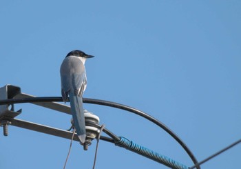 Azure-winged Magpie 茨城県 坂東市 Sat, 12/30/2023