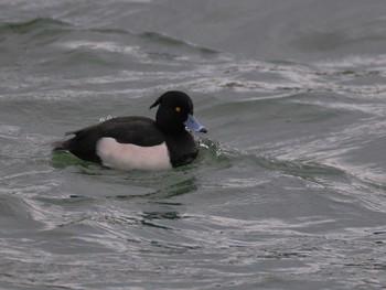 Tufted Duck 高松の池 Fri, 1/5/2024