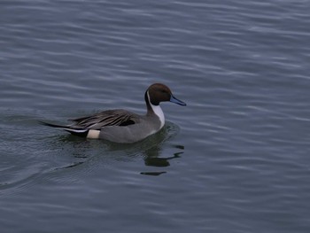 Northern Pintail 高松の池 Fri, 1/5/2024