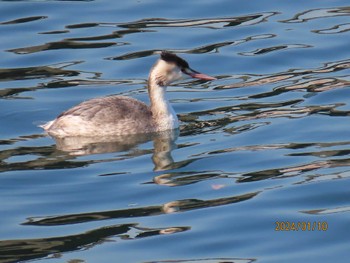 Great Crested Grebe 東京湾 Wed, 1/10/2024
