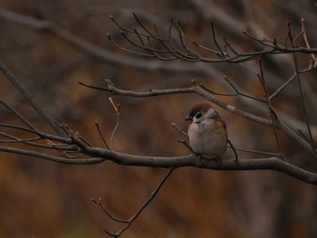 Eurasian Tree Sparrow 高松の池 Fri, 1/5/2024