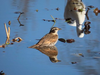 Wed, 1/10/2024 Birding report at Mizumoto Park