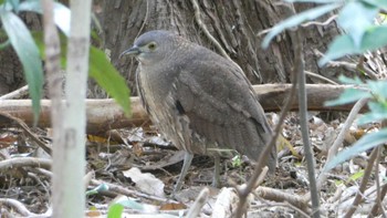 2024年1月4日(木) 水元公園の野鳥観察記録