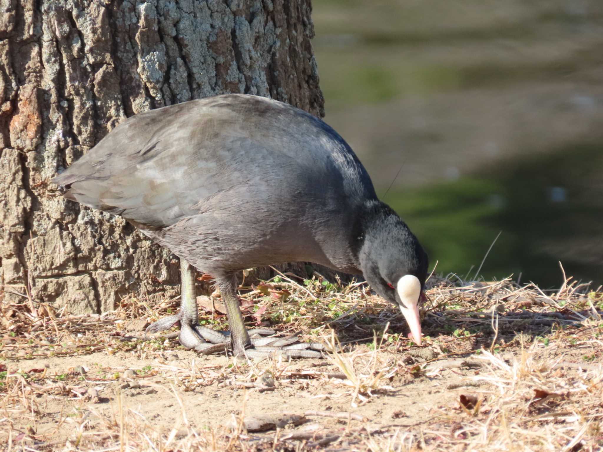 水元公園 オオバンの写真 by 十時