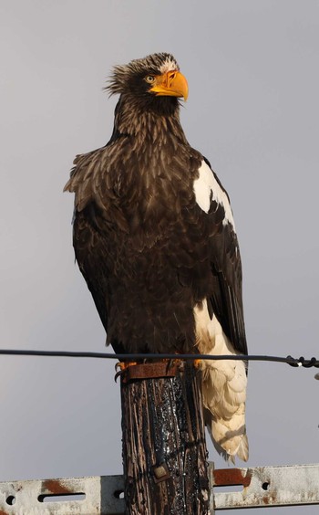 Steller's Sea Eagle 納沙布岬 Fri, 12/29/2023