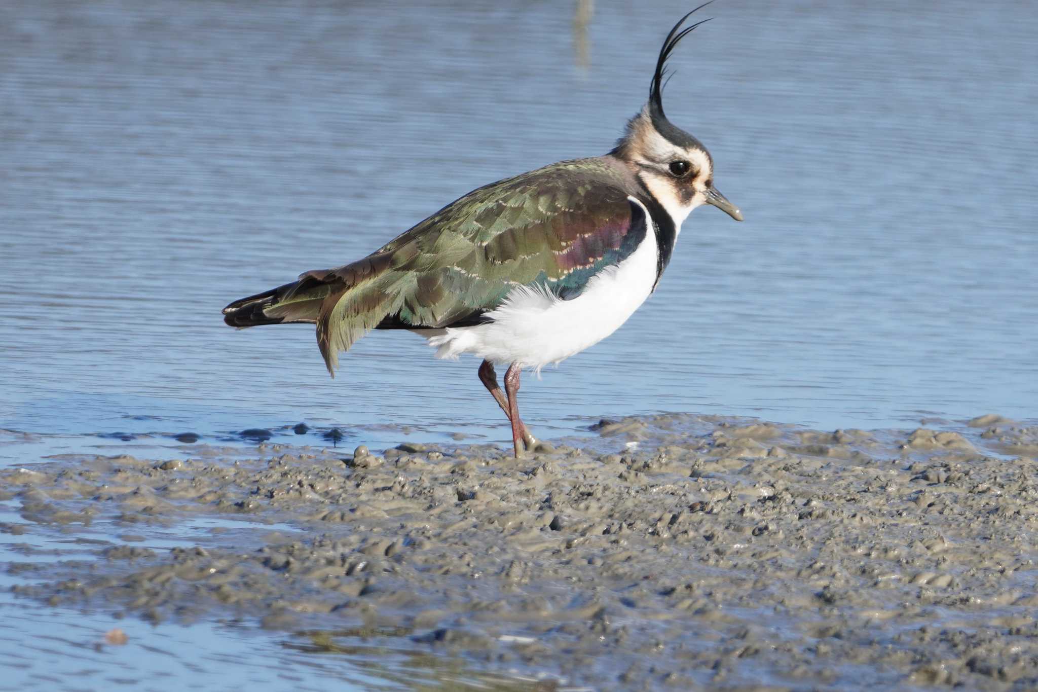 Northern Lapwing