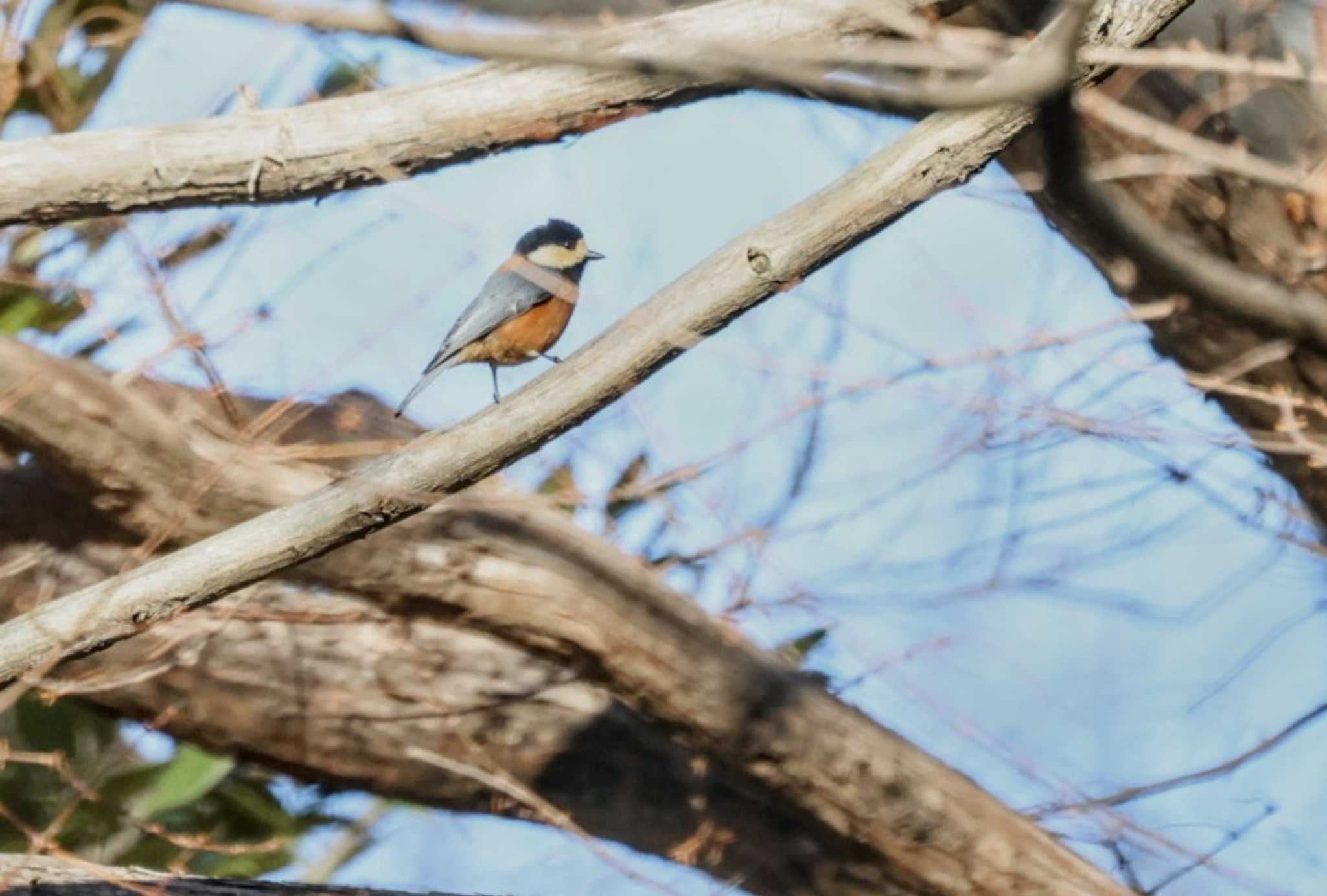 Varied Tit