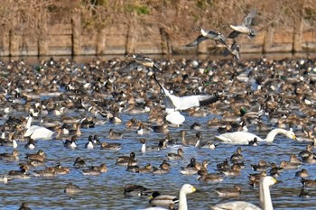 ハクガン 千葉県 2024年1月8日(月)