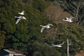 ハクガン 千葉県 2024年1月8日(月)