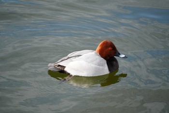 2024年1月10日(水) 多摩川の野鳥観察記録