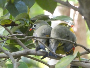 2022年11月11日(金) 京都御苑の野鳥観察記録