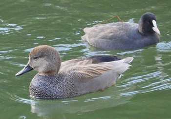 2024年1月7日(日) 皇居東御苑の野鳥観察記録