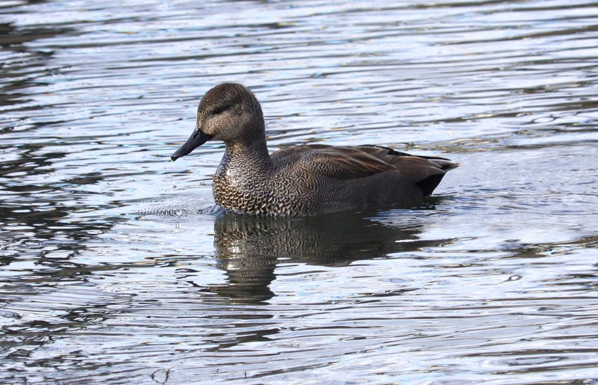 Gadwall