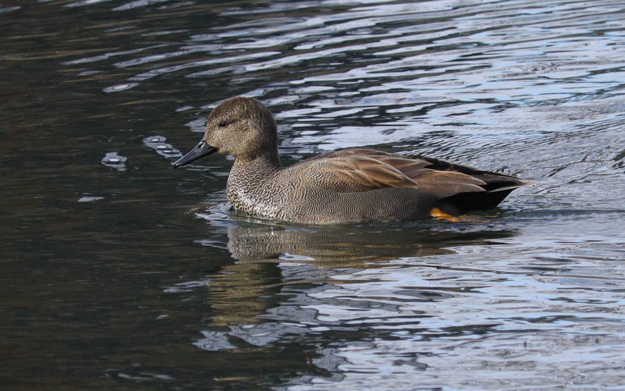 Gadwall