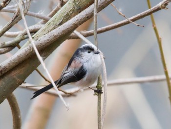 Long-tailed Tit つくし湖(茨城県桜川市) Wed, 1/10/2024