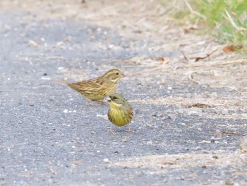 Masked Bunting つくし湖(茨城県桜川市) Wed, 1/10/2024