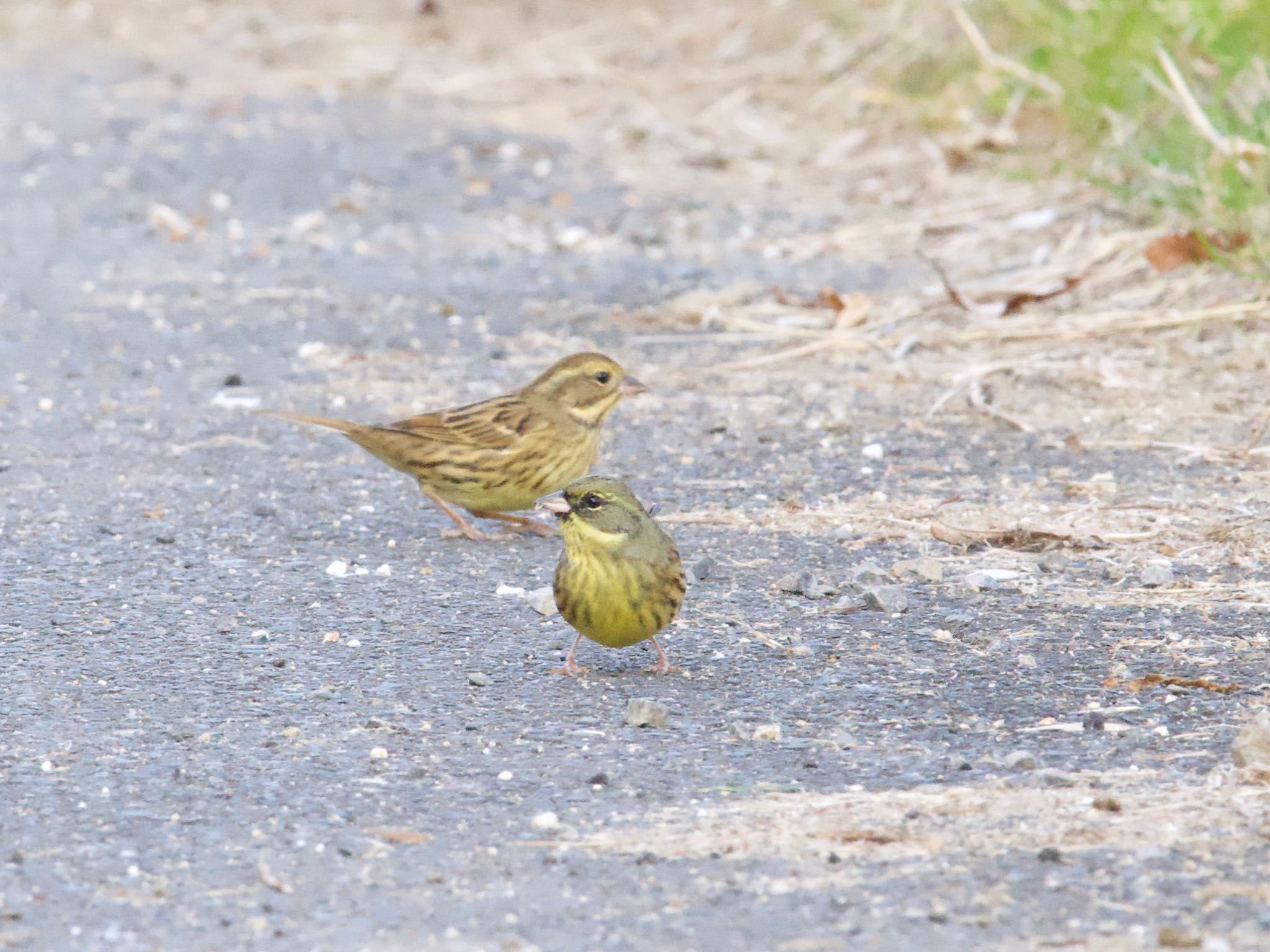 Photo of Masked Bunting at つくし湖(茨城県桜川市) by スキーヤー