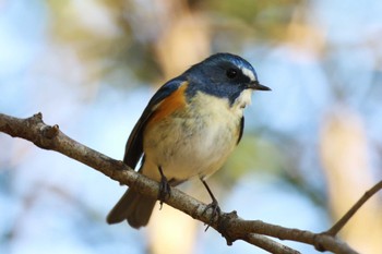 Red-flanked Bluetail 兵庫県明石市 Sun, 1/7/2024