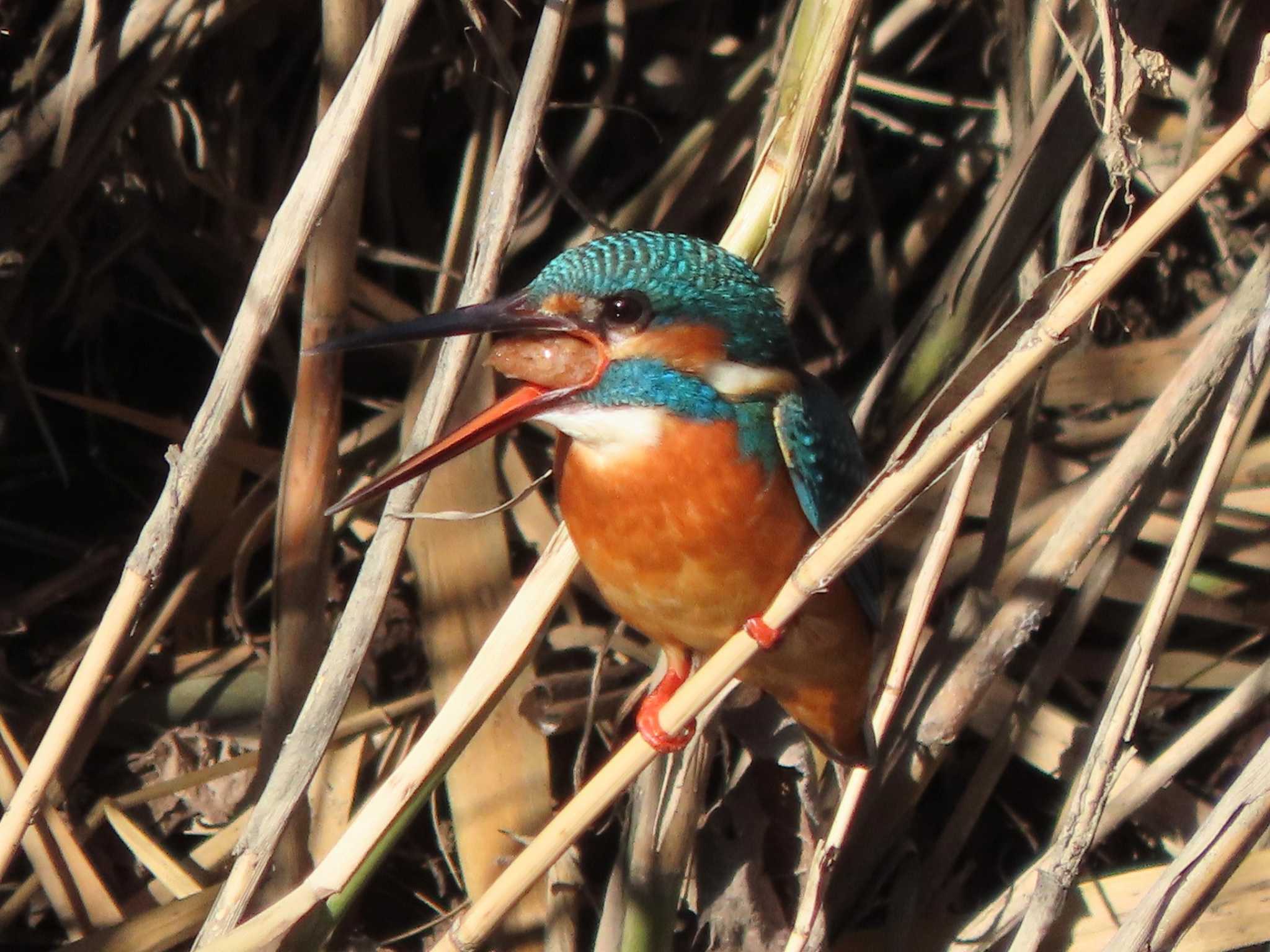 Common Kingfisher