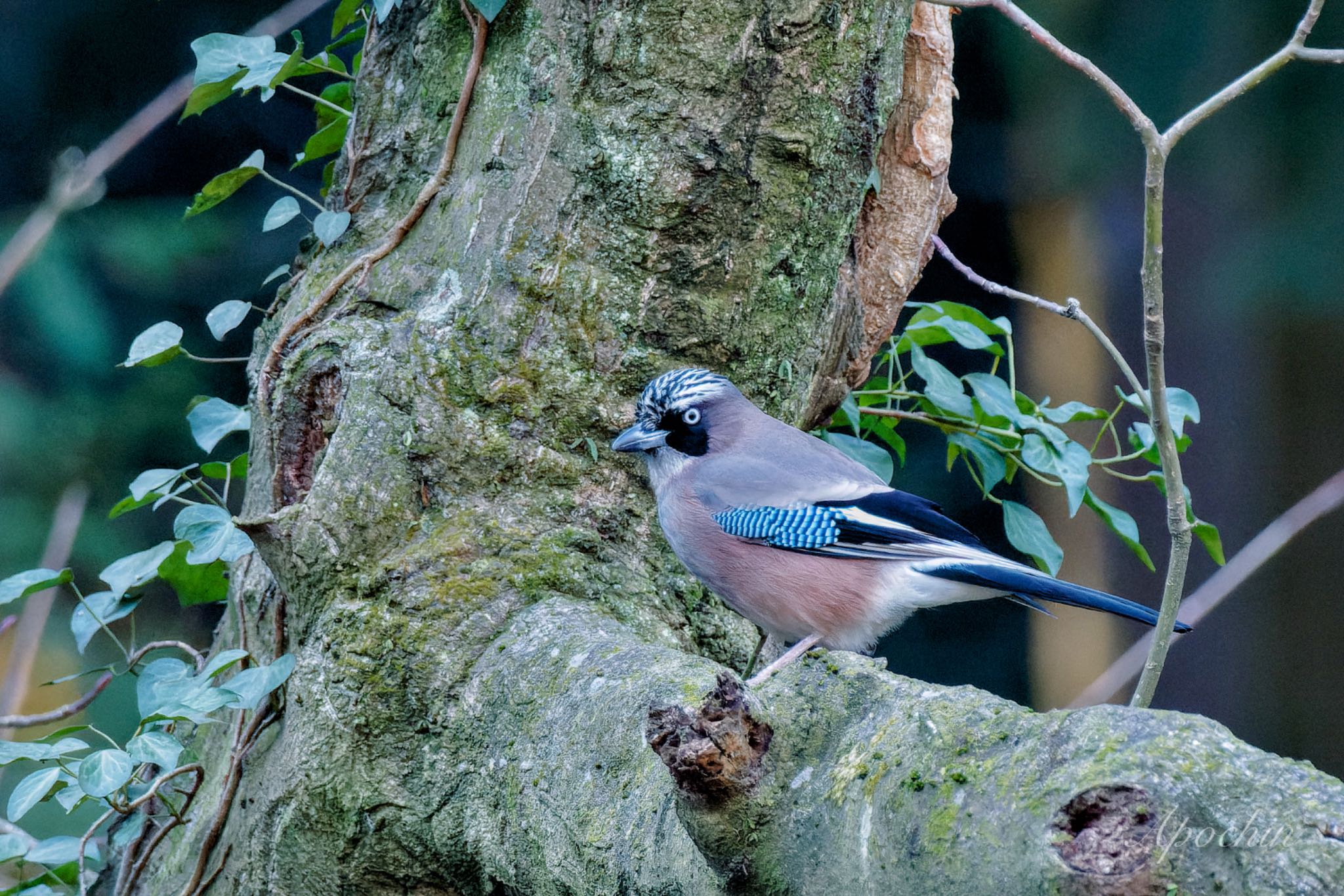 Eurasian Jay