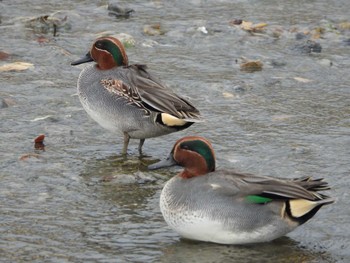 Eurasian Teal 七条大橋(京都市東山区下堀詰町) Sat, 12/16/2023