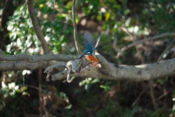 Common Kingfisher 中郷温水池(三島市) Mon, 1/8/2024