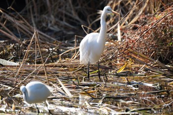 Great Egret 中郷温水池(三島市) Mon, 1/8/2024