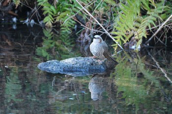 ヒヨドリ 中郷温水池(三島市) 2024年1月8日(月)