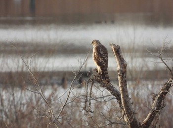 2024年1月7日(日) 芝川第一調節池(芝川貯水池)の野鳥観察記録