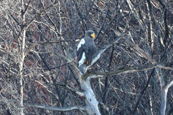 Steller's Sea Eagle 山本山(滋賀県) Sun, 1/7/2024