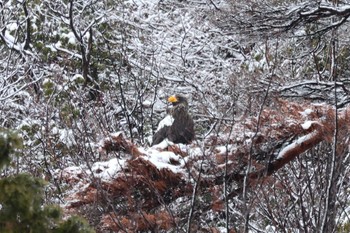 オオワシ 山本山(滋賀県) 2024年1月8日(月)