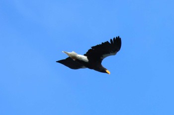 Steller's Sea Eagle 山本山(滋賀県) Sun, 1/7/2024