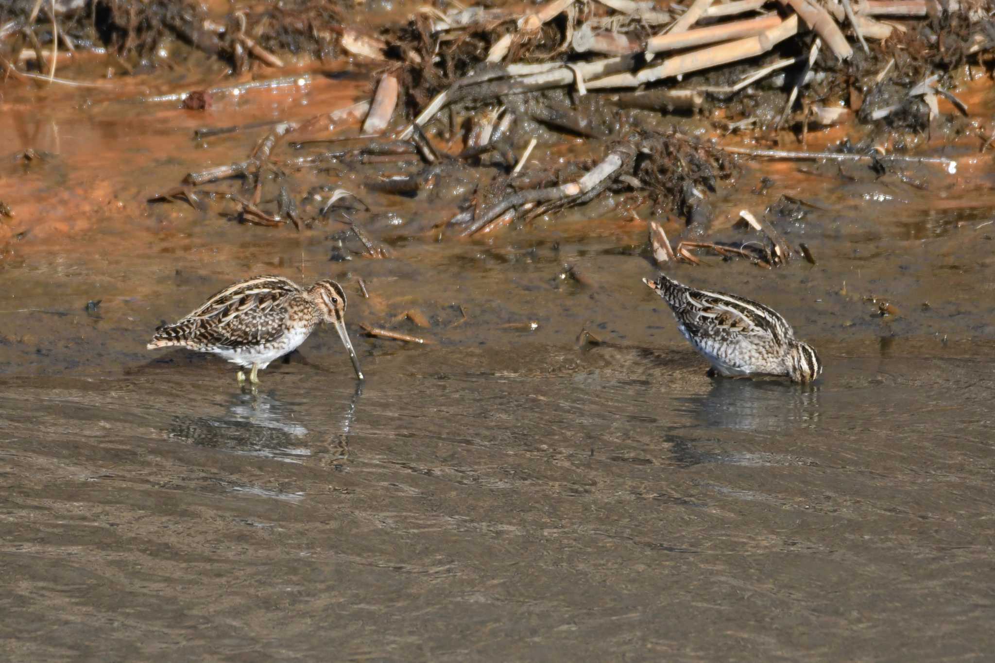 Photo of Common Snipe at Watarase Yusuichi (Wetland) by あひる