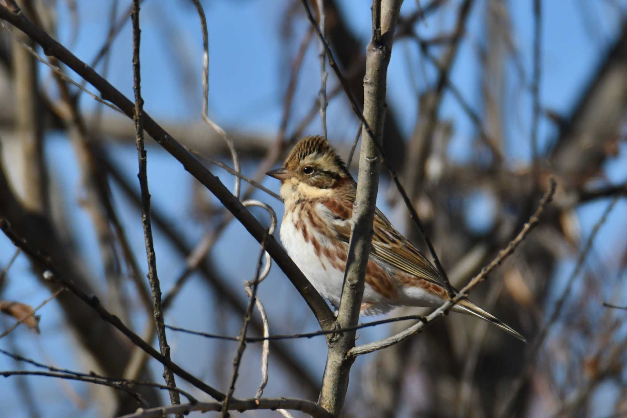 Rustic Bunting